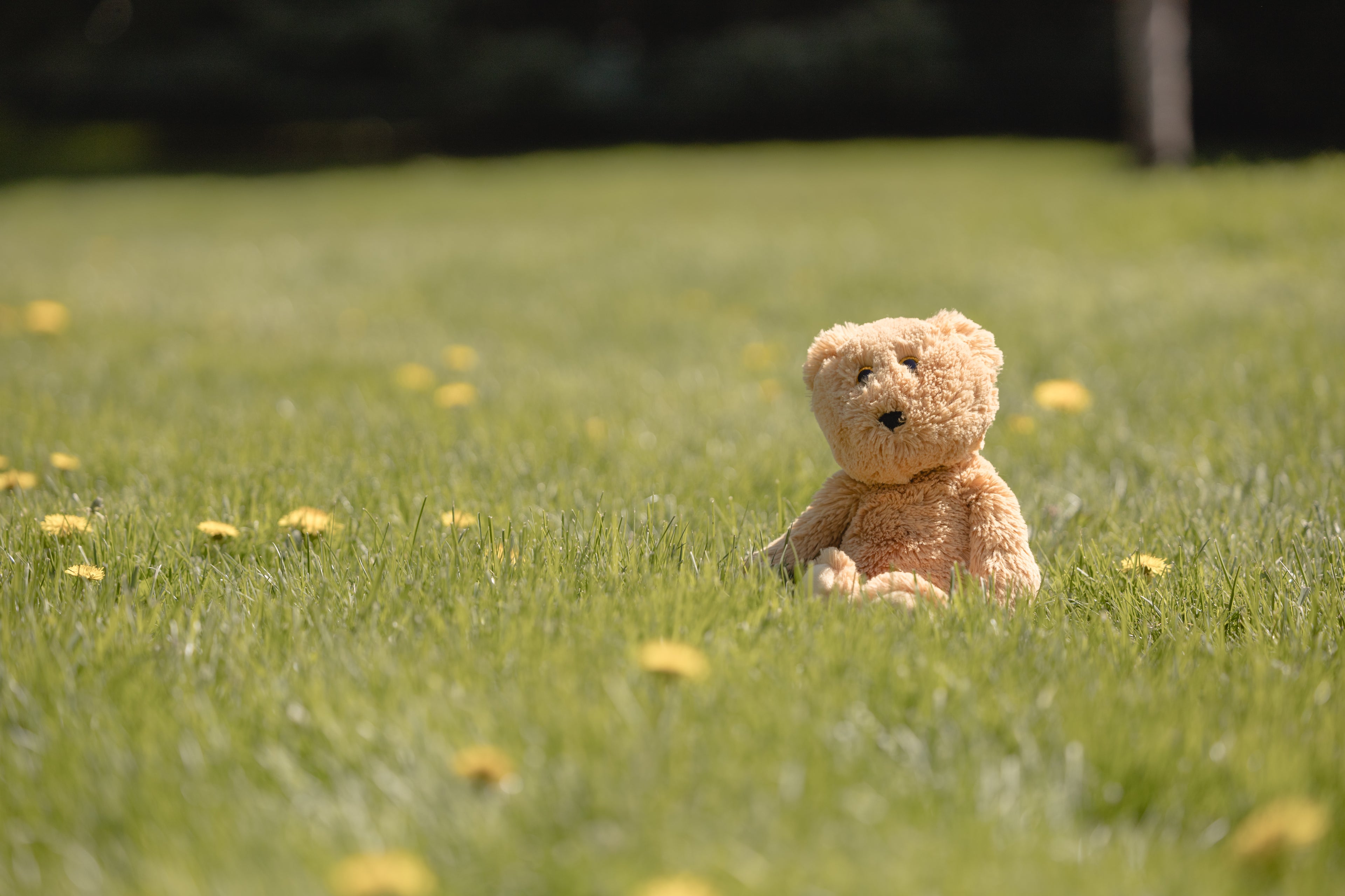 Acceptable toy donations prepared for rehoming - Bear Hug Adventures Co.